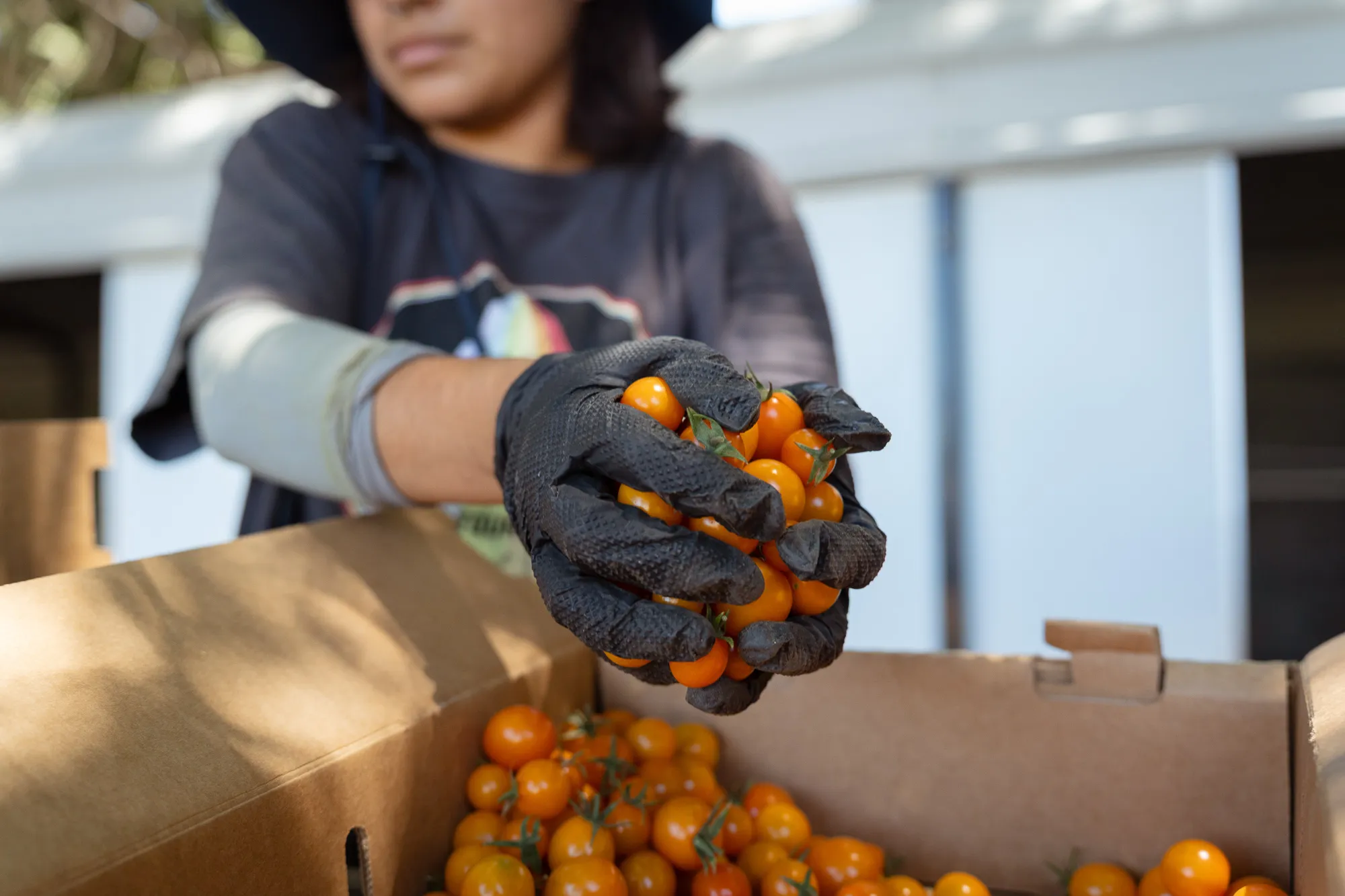 kpbs.org - 'Kids are actually eating the food': State expands lunch program that pairs schools with farms