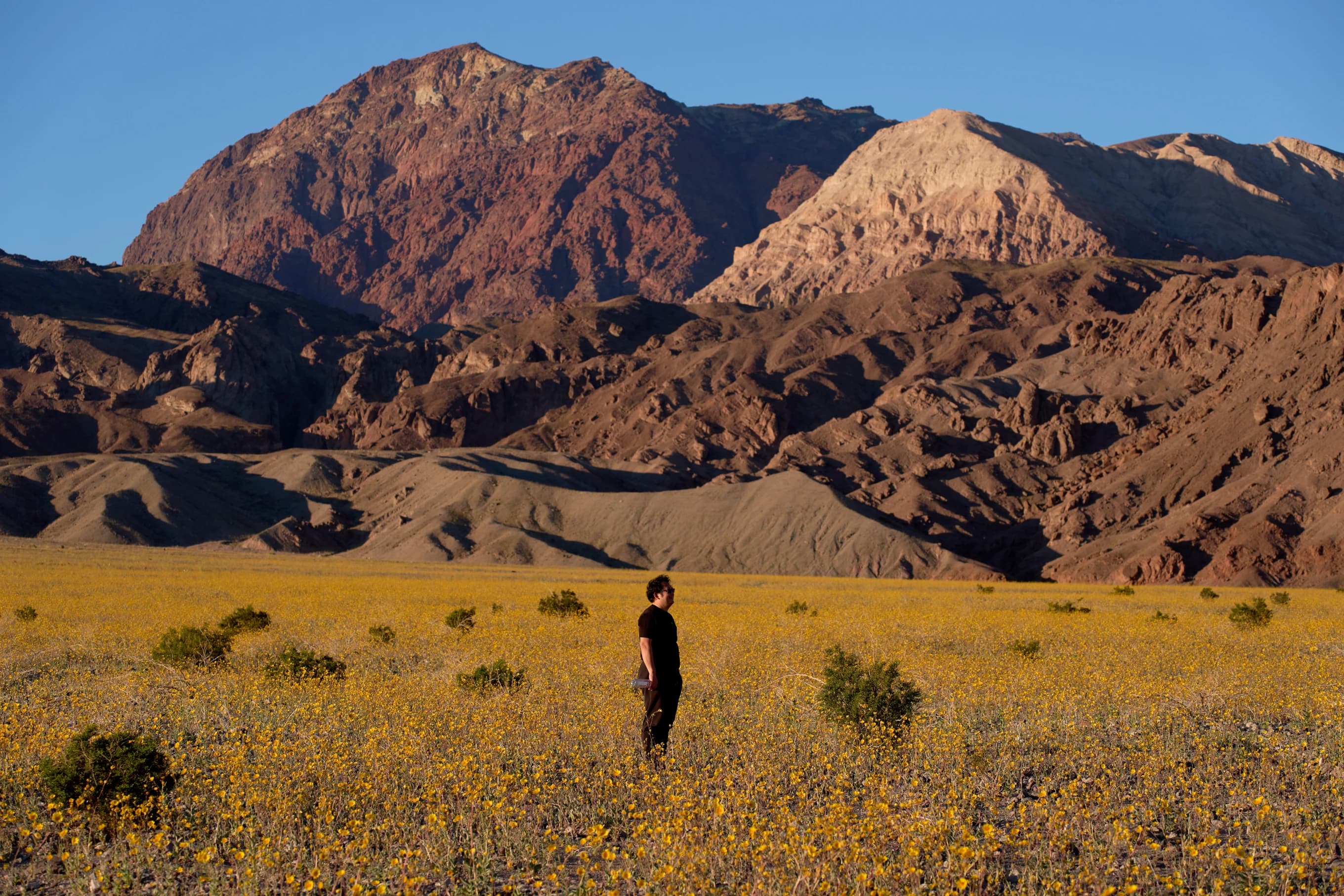 Wildflowers are blooming in the driest place in North America