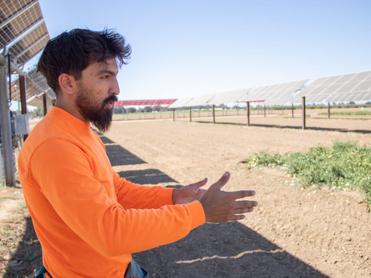kpbs.org - Growing food and power on the same land: California researchers test agrivoltaics