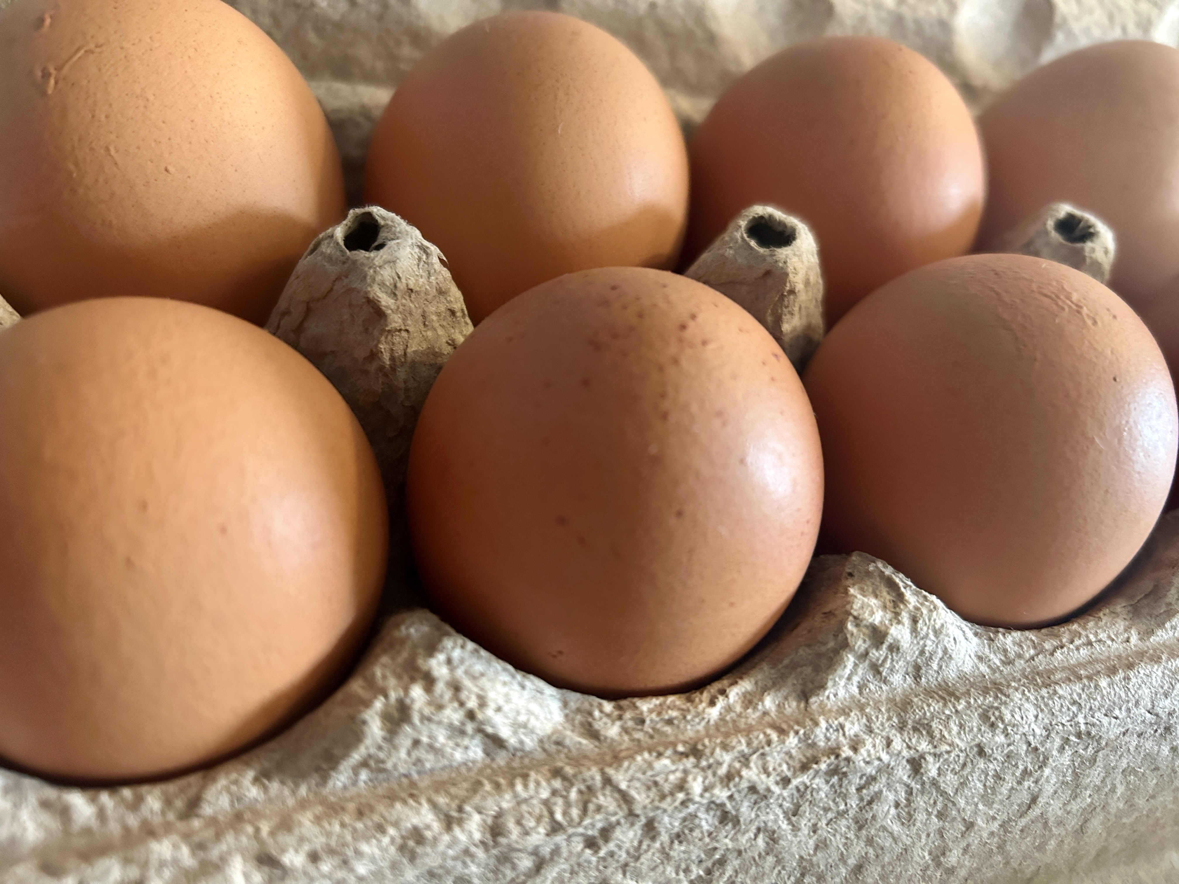 kpbs.org - City News Service - Local salmonella outbreak tied to raw eggs grows to 21 cases, 7 hospitalized
