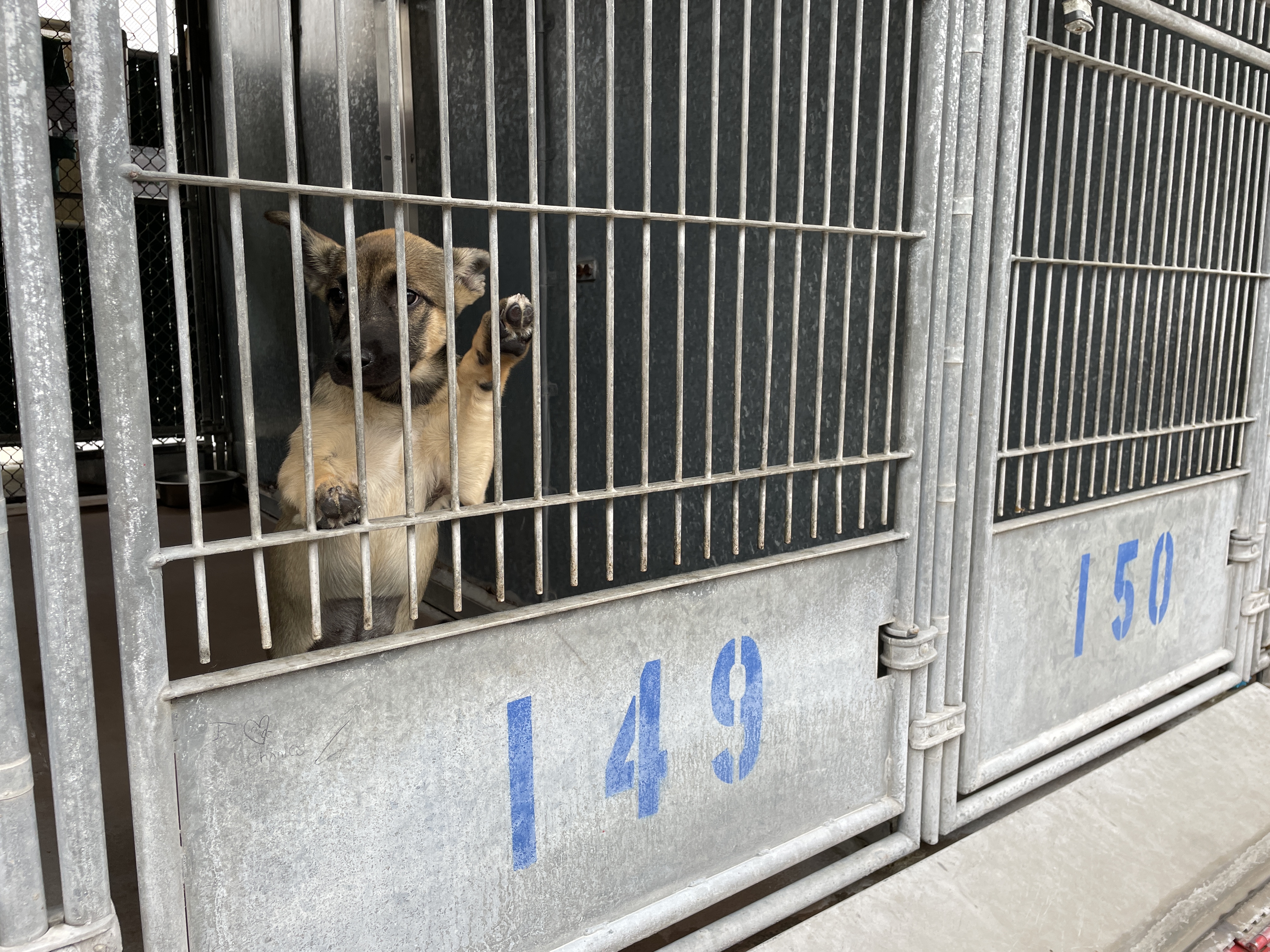 How To Euthanize A Dog At Home With Klonopin: Safe & Compassionate Guide