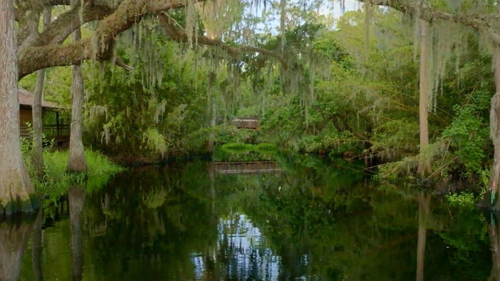 kpbs.org - Jennifer Robinson - The Everglades: A Symphony of Life