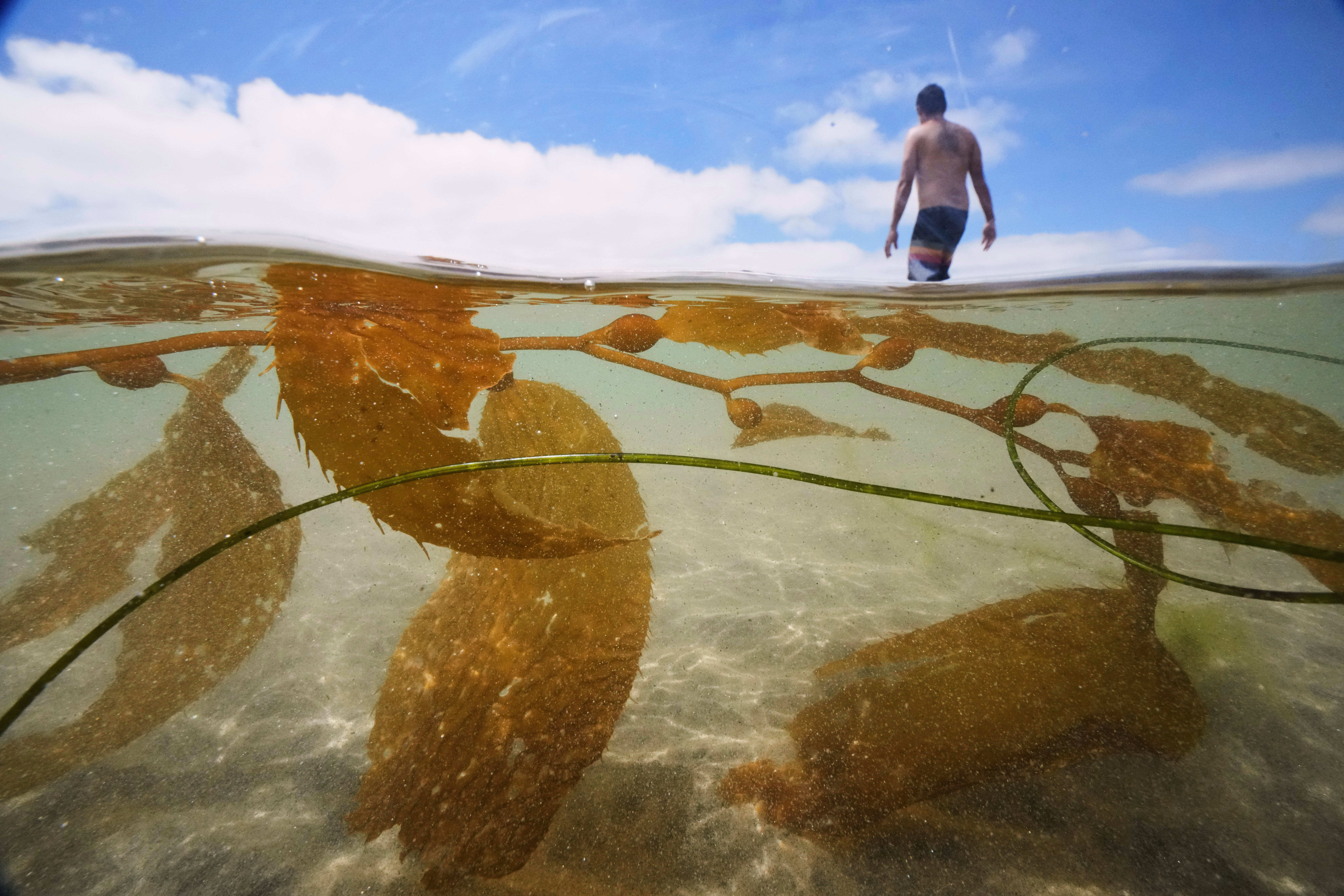 kpbs.org - California greenlights massive kelp farm off southern coast