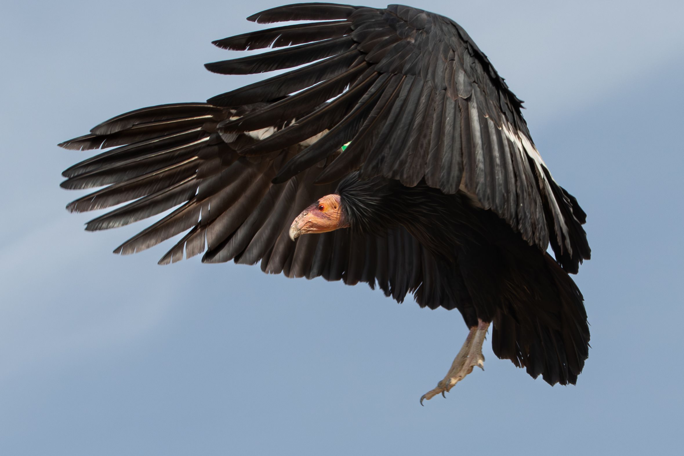Condor Canyon | KPBS Public Media