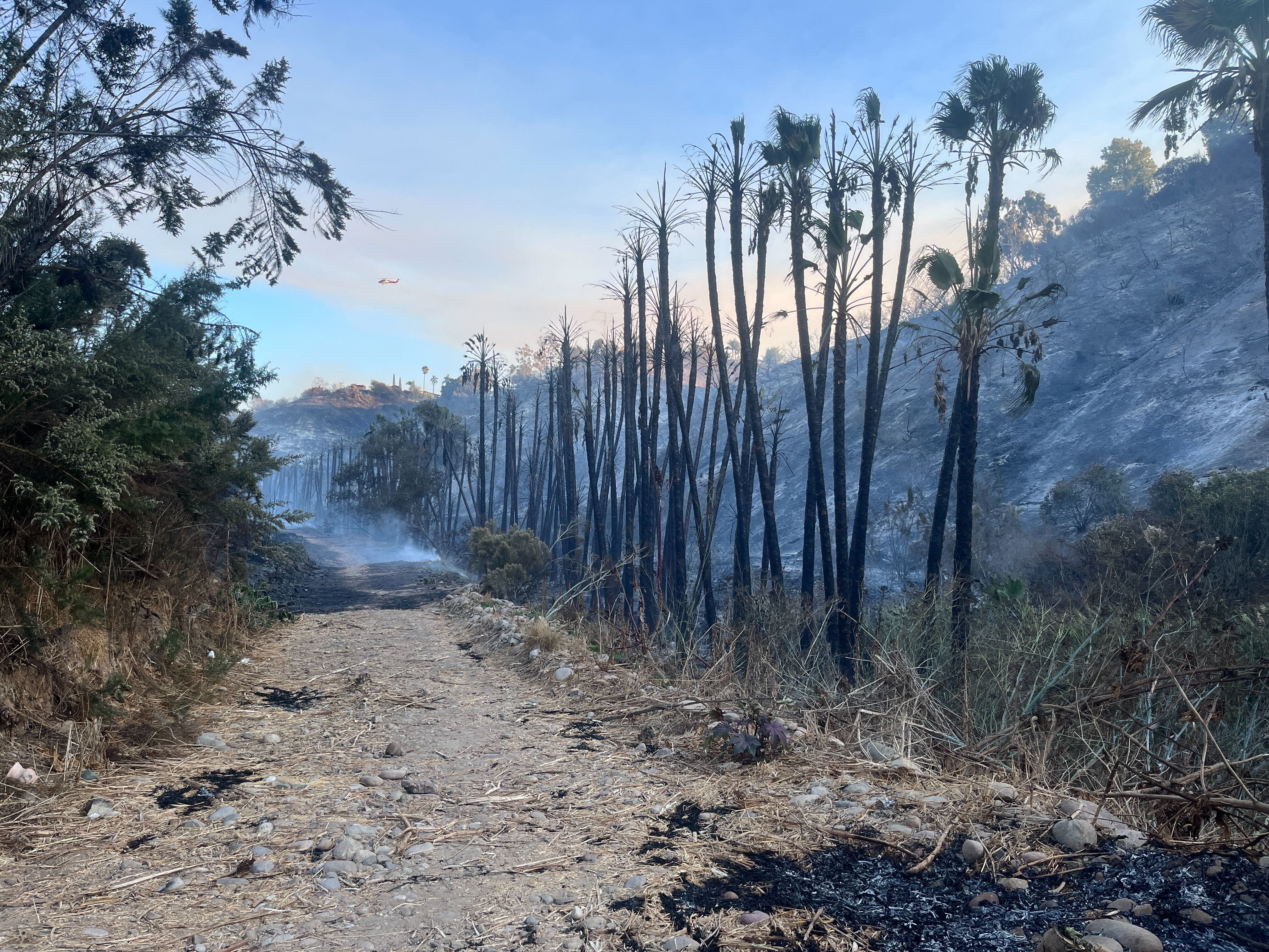 Strict wildfire safety rules will soon apply to much of urban San Diego | KPBS Public Media