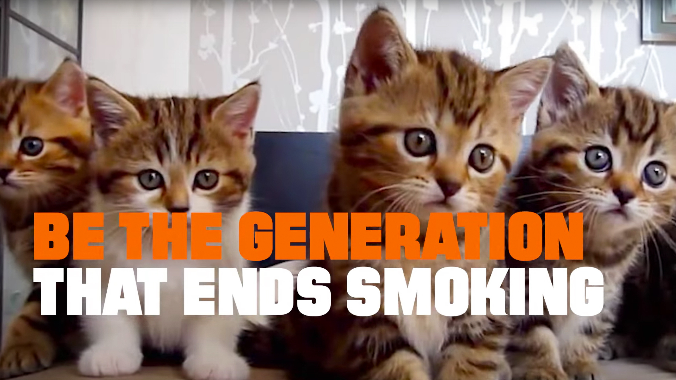 why do cats like tobacco Can Smoking Kill Cat Videos? A Bold Public Health Ad Says Yes