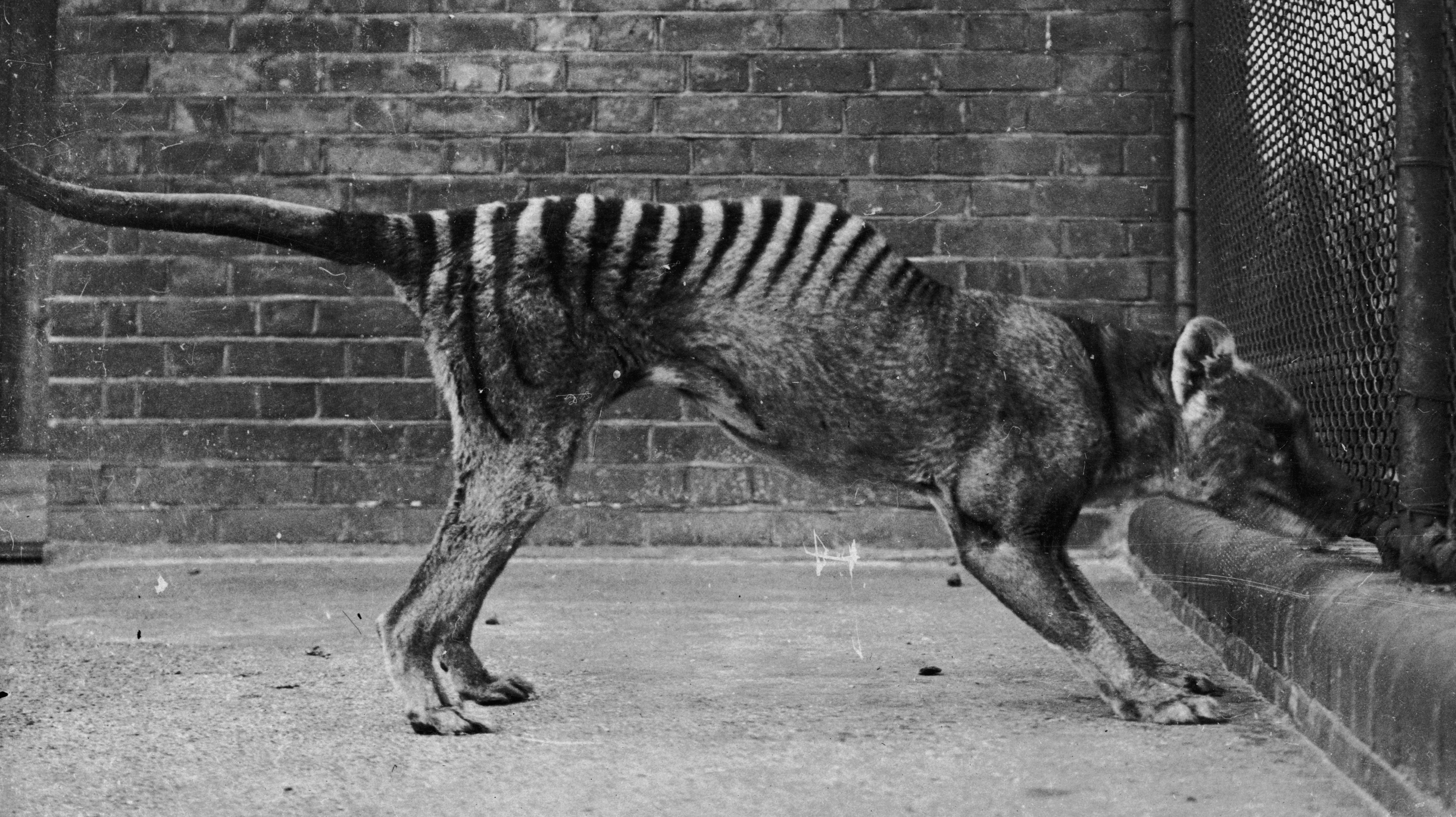 Back From The Dead? Reported Sightings Fuel Hope For Return Of