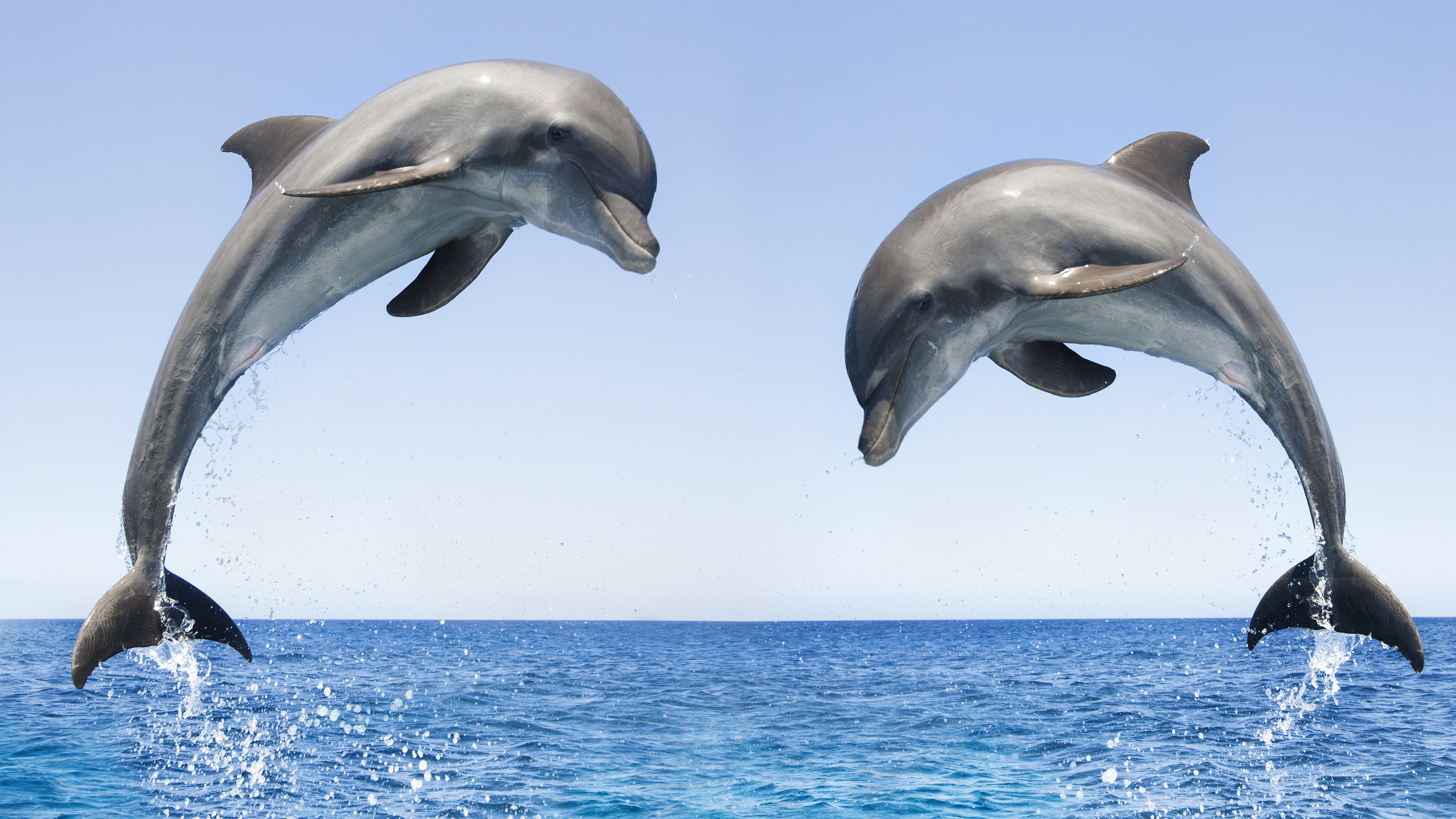 Bottlenose Dolphins Spotted Off Canada's Pacific Coast For The First Time |  KPBS Public Media, image size:4869x2738