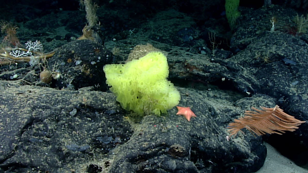 Deep Sea Sponge and Star: Stunning, Unforgettable Ocean Discovery