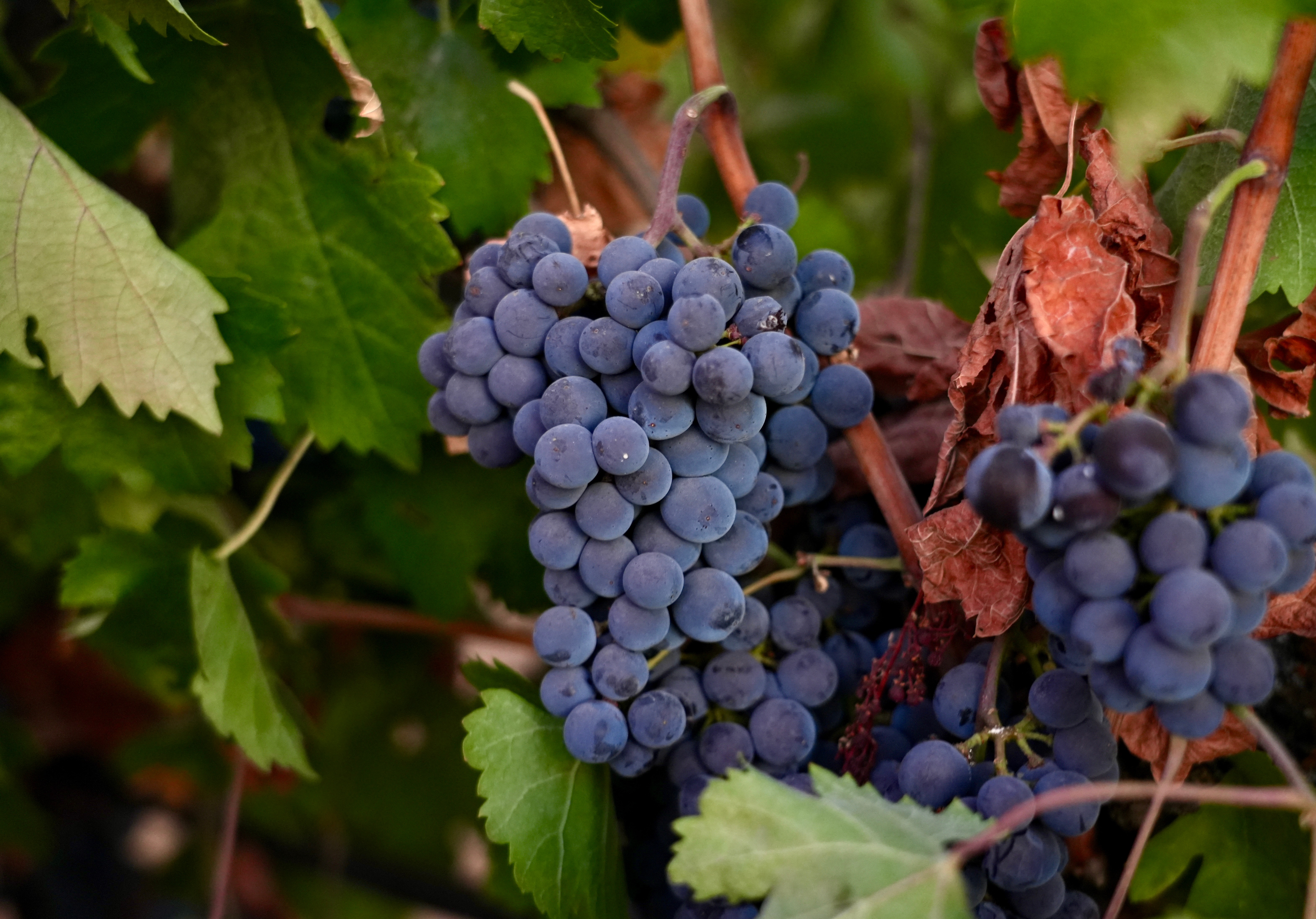 kpbs.org - California farmers are struggling to sell grapes as demand for wine drops