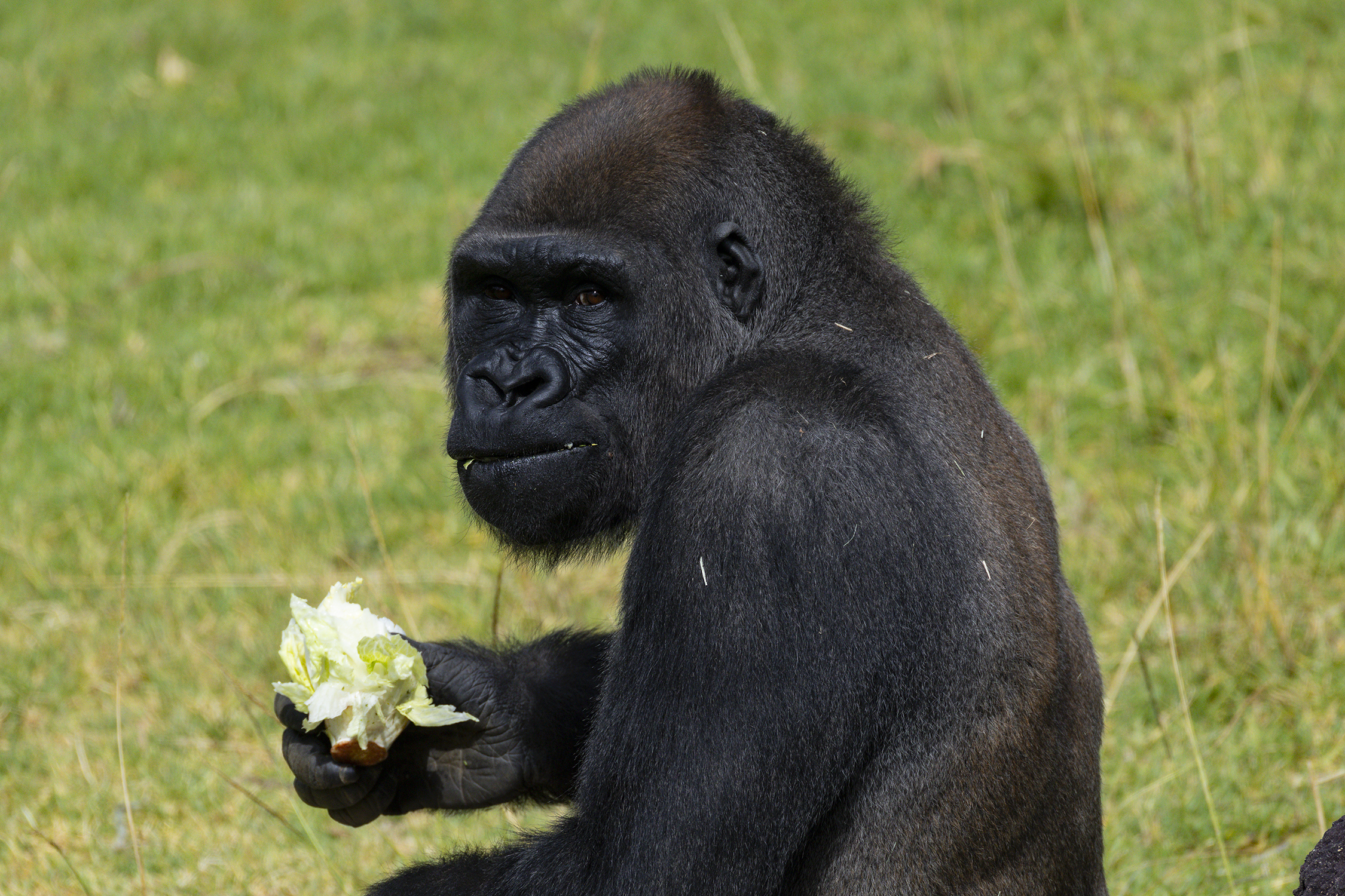 UC San Diego surgeons perform world-first skull surgery on Safari