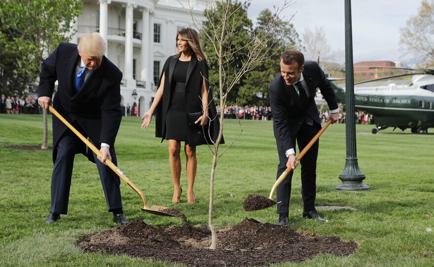 President Trump and French President Emmanuel Macron joined in planting a symbolic oak sapling on the South Lawn of the White House last week. By the weekend, it was gone from the spot.