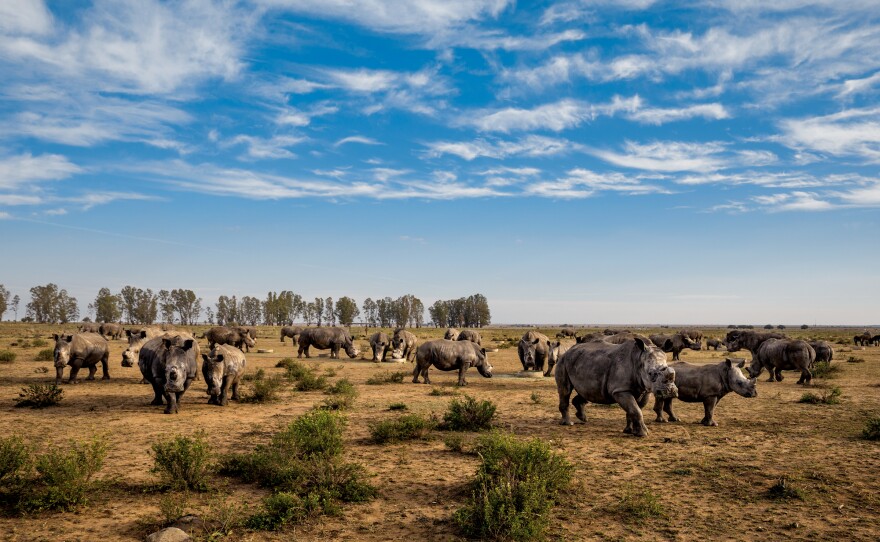 These rhinos at a feeding site on John Hume's ranch have recently had their horns trimmed. Unlike elephant ivory, rhino horn grows back when cut properly. Hume estimates that he has five tons in storage, which could bring him some $45 million.
