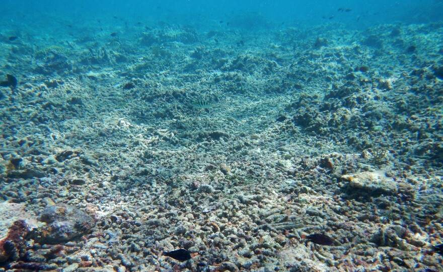 Coral rubble remains after "chopper" boats killed branching corals, which were subsequently further broken up by storm waves of blast fishing.