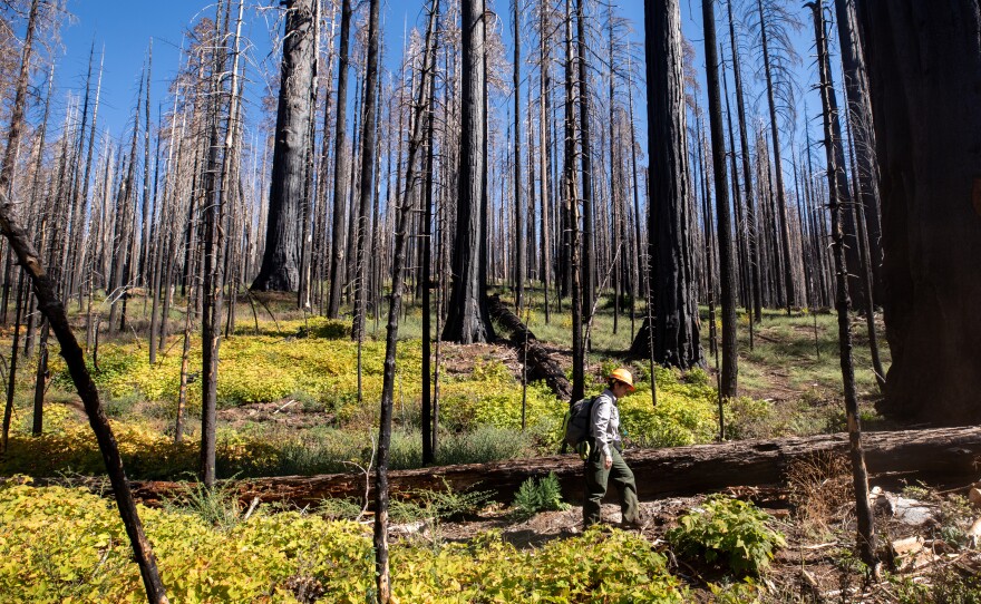 "These parks were in part established to conserve sequoias," says Christy Brigham of the National Park Service. "What would it mean for that mission if we did nothing here?"