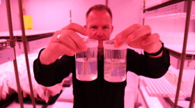 Wolfgang Busch shows how changing soybean genes can help roots grow downward at Salk Insituite on Oct. 5, 2026.