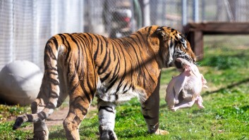 Turkey Bash at Lions Tigers and Bears