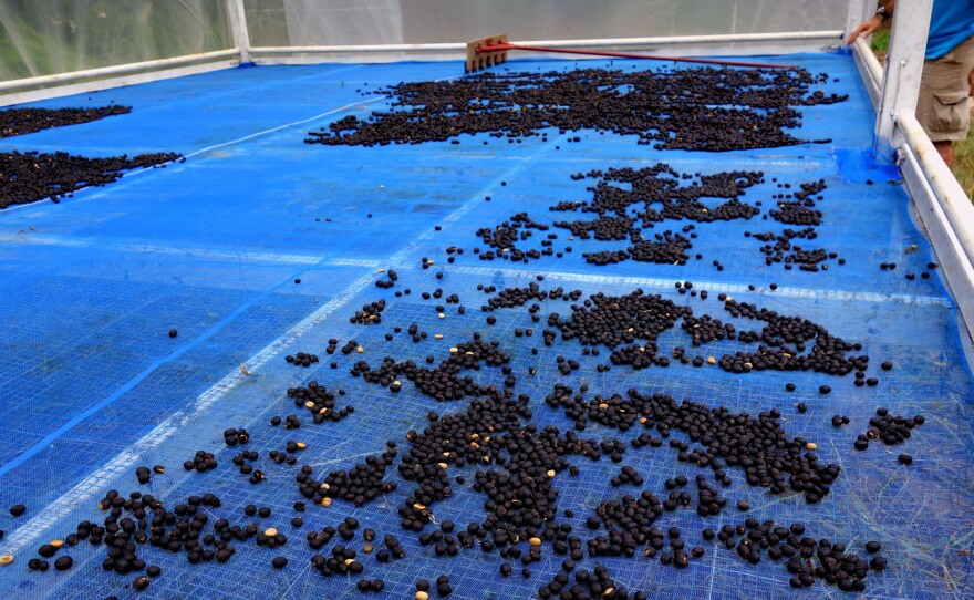 Blake Dinkin sources his Arabica beans from hill tribes in the north of Thailand. The drying process is long and the roasting process is precise.