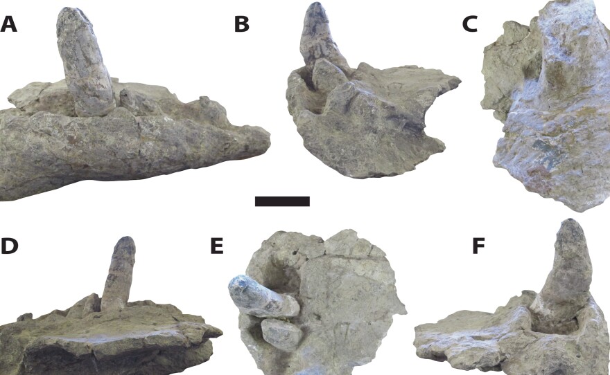 A new study of Deinosuchus or "terror crocodiles," led by Adam Cosette, offers a fuller picture of the ancient creature from head to tail. Cossette said Deinosuchus had large, robust teeth, ranging from six to eight inches long, as shown in the photo.