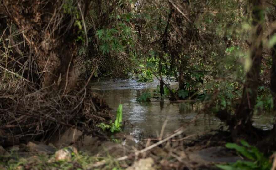 A section of the Tijuana River next to Saturn Boulevard in San Diego on Nov. 21, 2025.