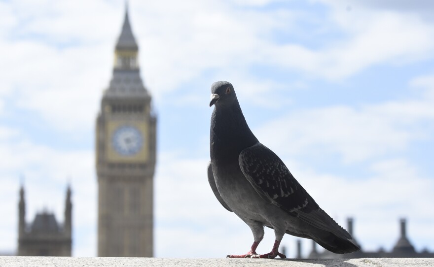 Pigeon on ledge in front of London’s Big Ben.