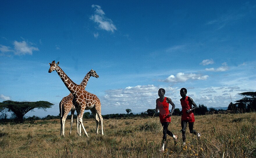 Kenyan marathon runners Kipkoech and Charles Cheruiyot run past giraffes in Leifer's 1984 scenic portrait. Nanyuki, Kenya 1984. Photo from <em>Relentless: The Stories behind the Photographs,</em> by Neil Leifer with Diane K. Shah (University of Texas Press, 2016)