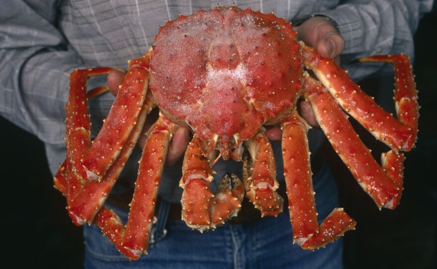 Kamchatka crab (Paralithodes camtschatica), a highly priced delicacy, are very often caught and sold illegally.