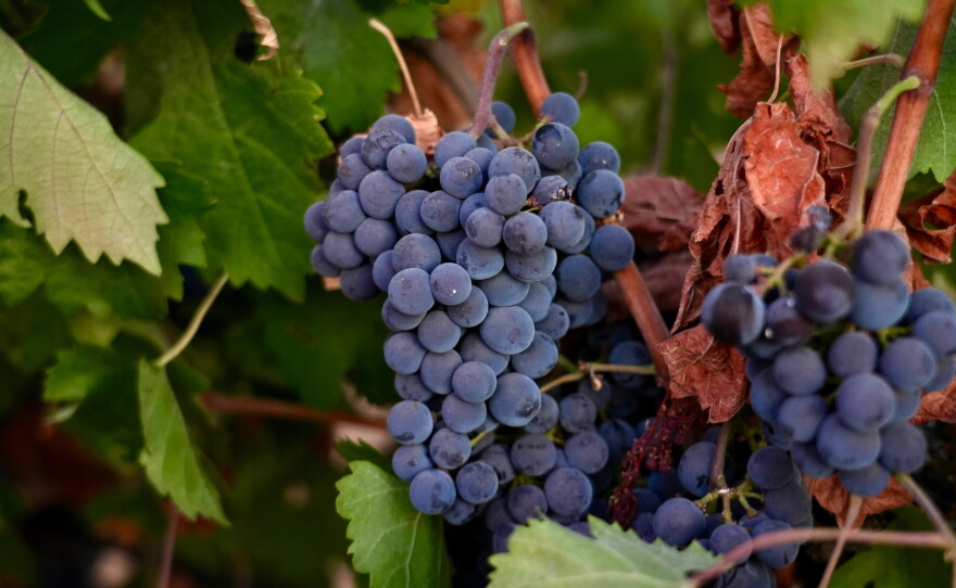 Merlot grapes hang on a vine at Berryhill Family Vineyards in Clements, Calif., Sept. 10, 2026.
