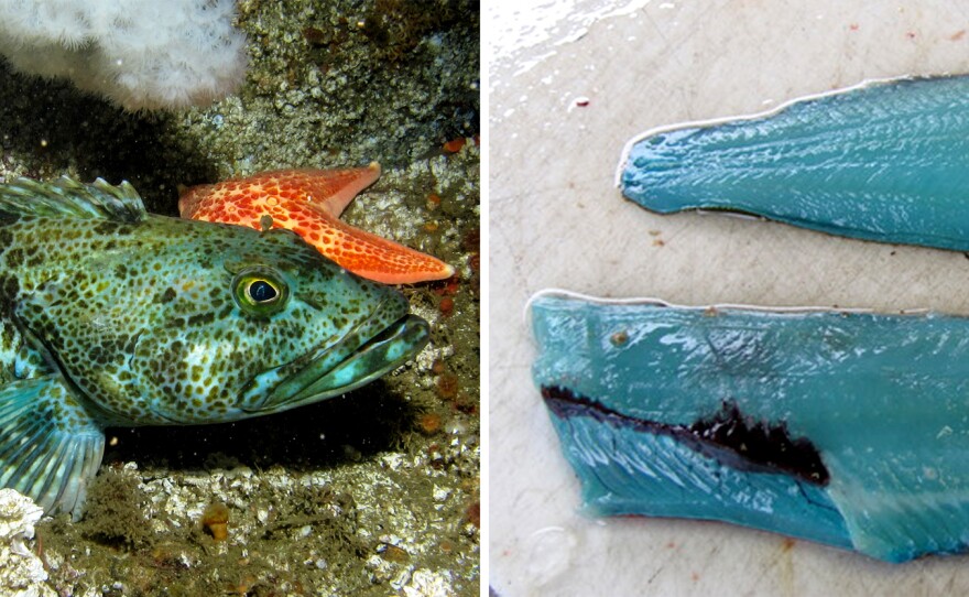 A lingcod, location unknown; blue lingcod fillets.