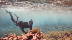 The coral reefs at Palmyra Atoll in the remote Pacific Ocean are some of the healthiest in the world, helping researchers understand the vital aspects of reef recovery and how it can apply to reef restoration worldwide.