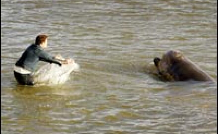 Edwin Timewell chases a whale away from the banks of the River Thames in London, Jan. 20, 2006.