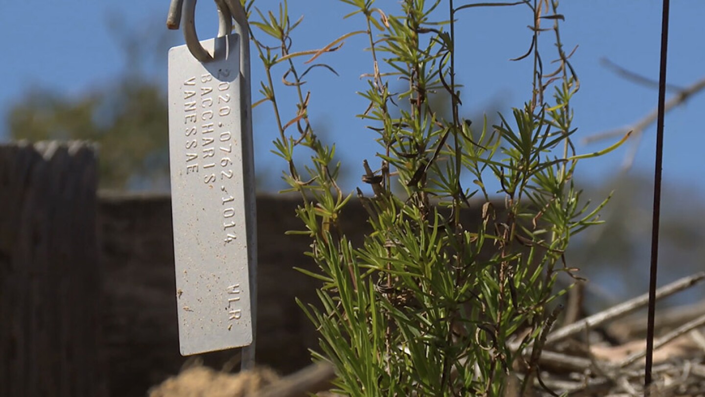 Close-up photo of baccharis, Encinitas, Calif.