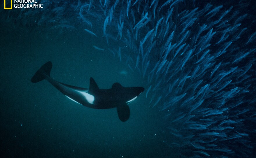 A killer whale, or orca, chases herring in a Norwegian fjord. Groups of killer whales (which are technically part of the dolphin family) have distinct eating habits. Some corral schooling fish. Others hunt sharks or seals, while some feast almost exclusively on salmon. These habits are partly cultural — learned behaviors passed down through generations.