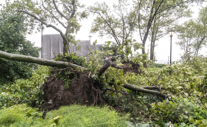 Tropical Storm Isaias downed wires and uprooted trees, like this one in New York City, leaving millions of customers without power in parts of the Mid-Atlantic and Northeast on Wednesday. The governors of Connecticut and New York have each declared a state of emergency and are calling for investigations into state utility companies' response.