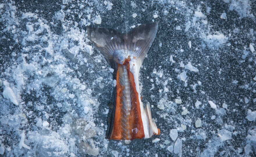 The tail of an arctic char near an ice fishing hole at Kuugarjuk Lake. Every year the community camps together at nearby lakes over a three-day weekend in May to catch arctic char. Cash prizes are awarded for the largest fish.