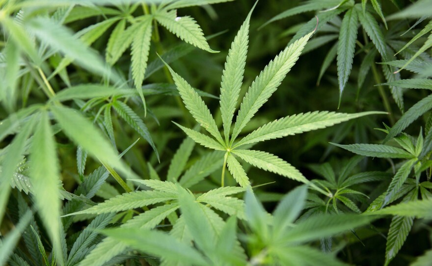 California's legislature passed a bill Wednesday that would require officials to review all marijuana-related convictions from 1975 until 2016, when pot was legalized in the state.