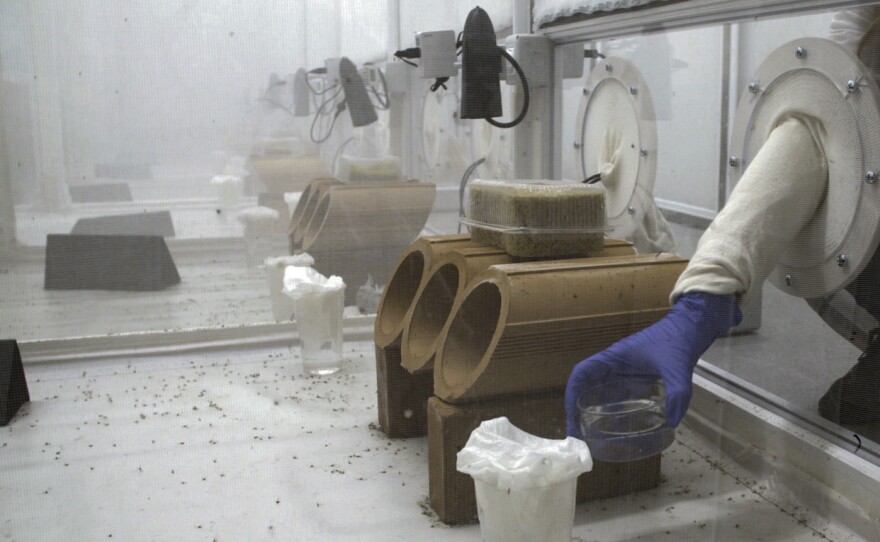 A technician begins the experiment by placing dishes containing dozens of modified mosquitoes in the pupal stage of development into large cages containing hundreds of their unmodified counterparts.