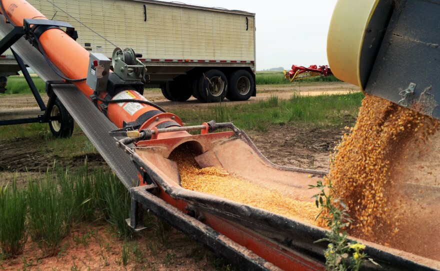 Corn is loaded onto a truck on Larry Slaubaugh's farm in Wolford, N.D. He's seen a big shift from wheat to corn in recent years.