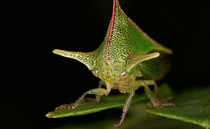 Male treehoppers make their abdomens thrum like tuning forks to transmit very particular vibrating signals that travel down their legs and along leaf stems to other bugs — male and female.