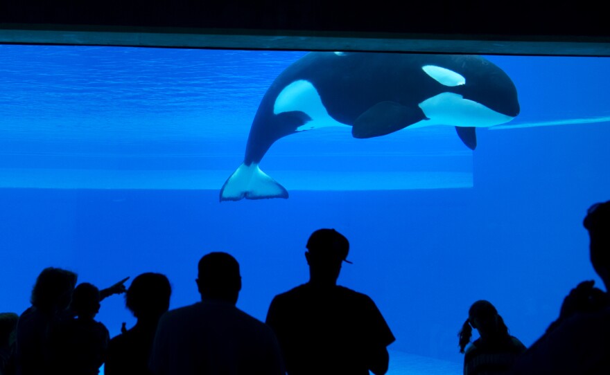 Kiska, Marineland's last living orca, is seen at the amusement park in 2012.