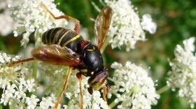 A typical hoverfly (<em>Spilomyia diophthalma</em>)