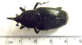 South American Palm Weevil