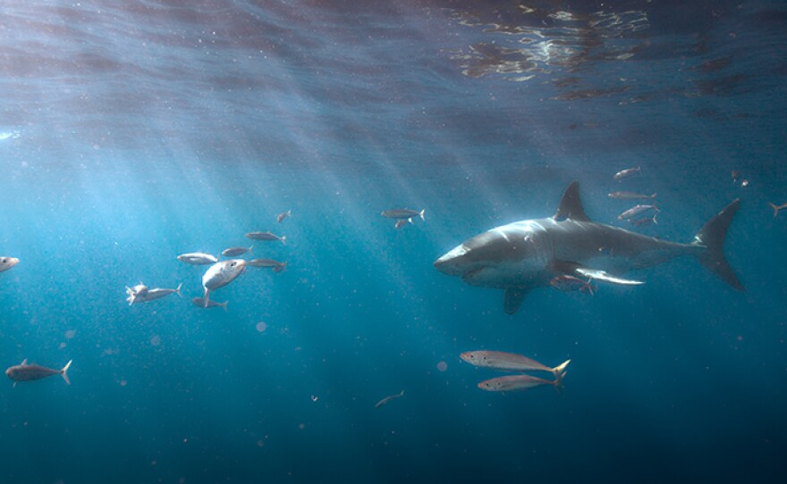 A great white shark swims among fish.