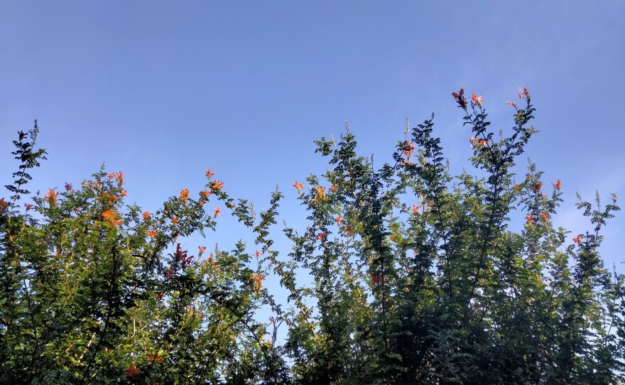 Clear skies in Del Mar, Calif. Dec. 6, 2021.