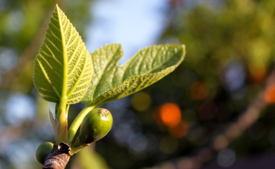 Over 90 percent of American figs are grown in California. Two growers there are trying to coax the fruit into ripeness nine months of the year — and maybe more.