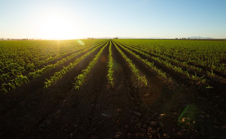 A row of crops near Brawley on Feb. 5, 2021.