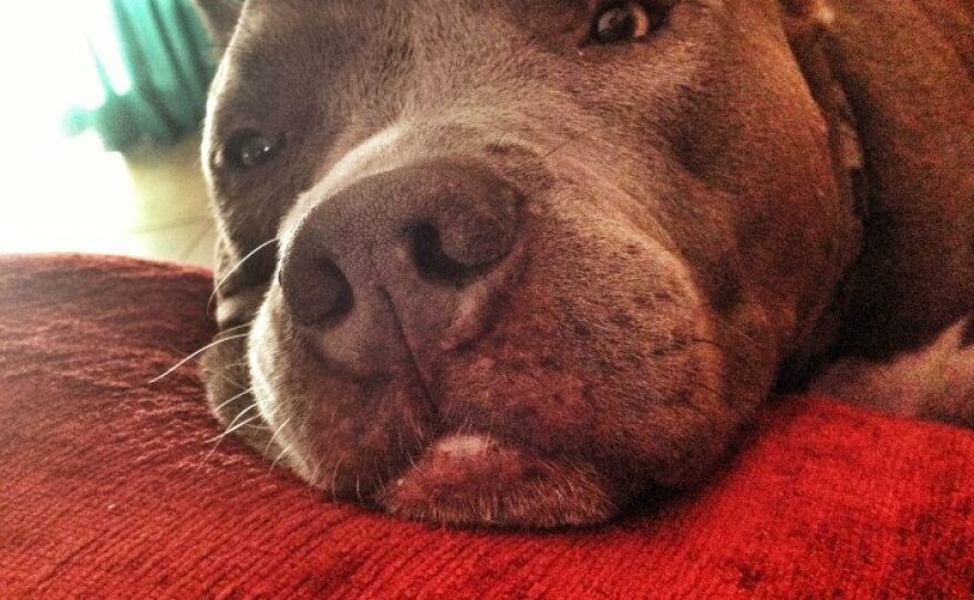 Burberry, a pit bull that was shot by a San Diego police officer, is pictured in this undated photo.