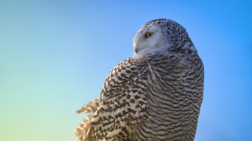 A snowy owl eyes the camera in front of a blue sky. Ontario, Canada.