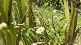 Grasses and flowers grow in a San Diego yard, July 6, 2026.