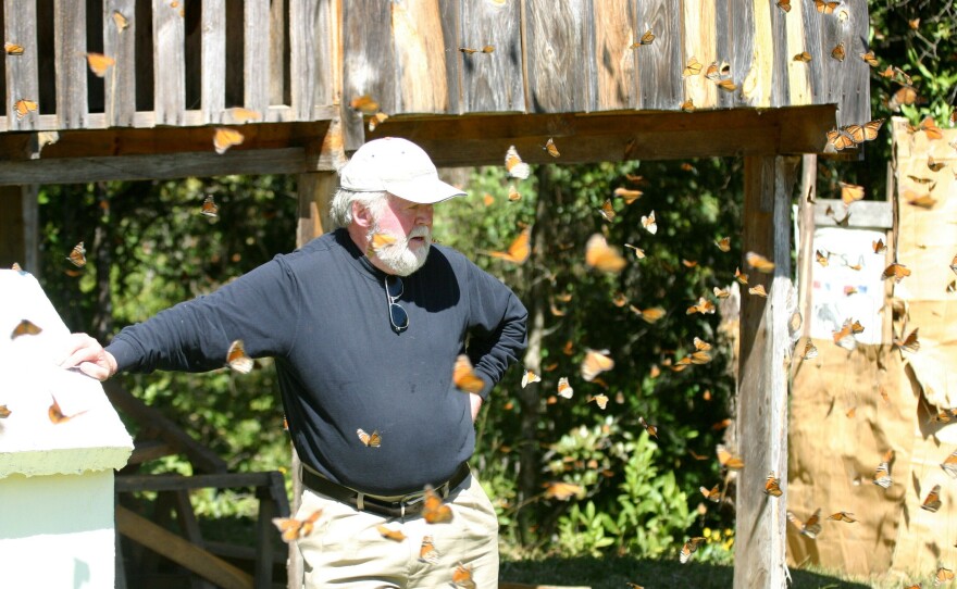 Chip Taylor, the founder of Monarch Watch, checks out butterflies at watering sites near Macheros, Mexico.
